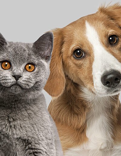 Animaux